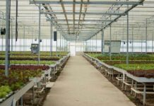 Pumping-Up-The-Volume-Hydroponic-Air-Pumps-And-Plant-Health-on-guestposting