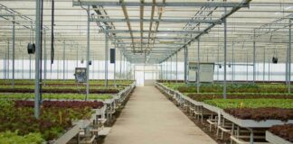 Pumping-Up-The-Volume-Hydroponic-Air-Pumps-And-Plant-Health-on-guestposting